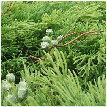 Artificial Juniper Garland- 6'  artificialflowersdotcom